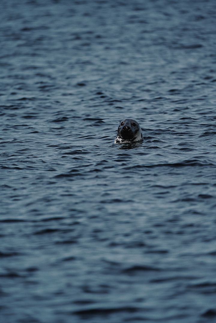 …и морских котиков